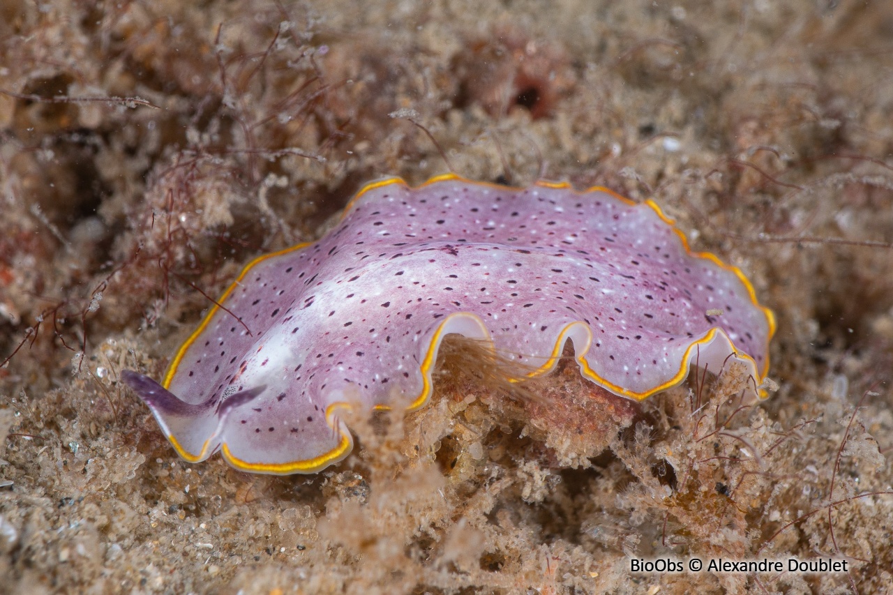 Planaire tachetée - Prostheceraeus moseleyi - Alexandre Doublet - BioObs