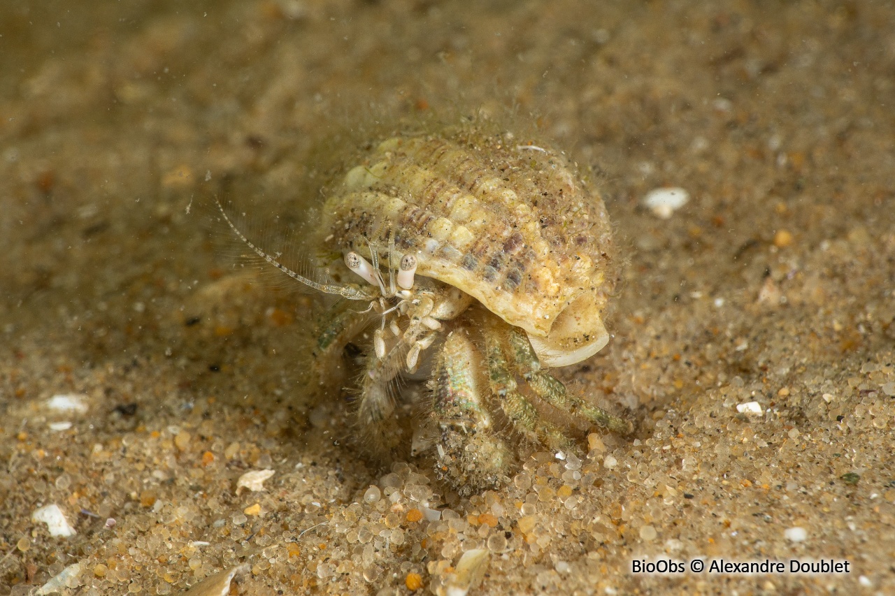 Bernard l'ermite commun - Pagurus bernhardus - Alexandre Doublet - BioObs