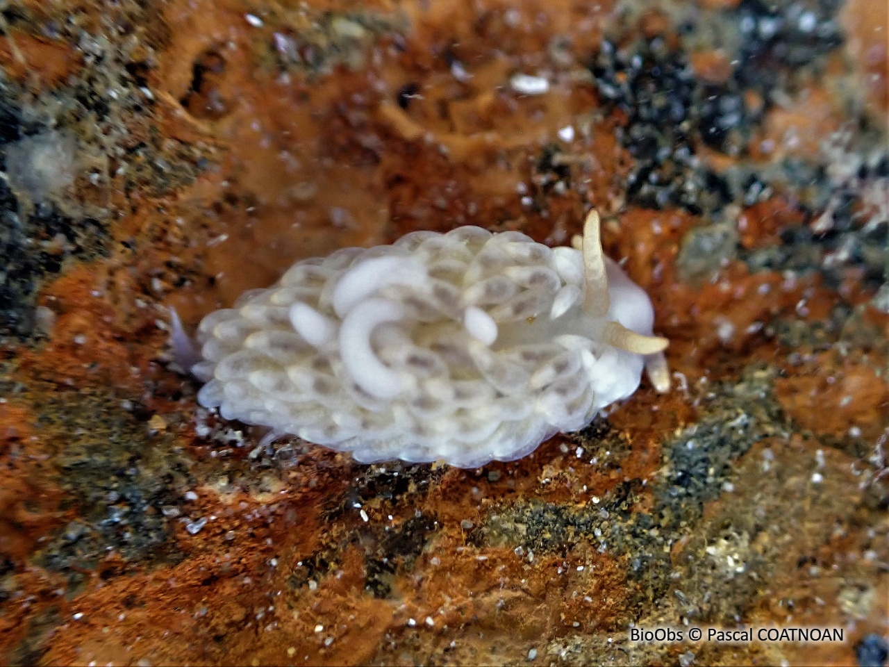 Eolis de Alder - Aeolidiella alderi - Pascal COATNOAN - BioObs