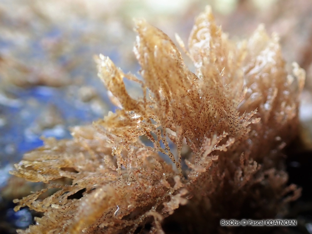 Bryozoaire inopiné - Tricellaria inopinata - Pascal COATNOAN - BioObs