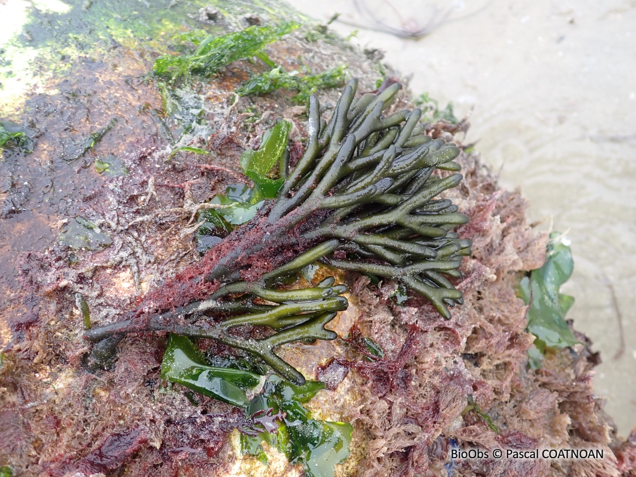 Codium tomenteux - Codium tomentosum - Pascal COATNOAN - BioObs