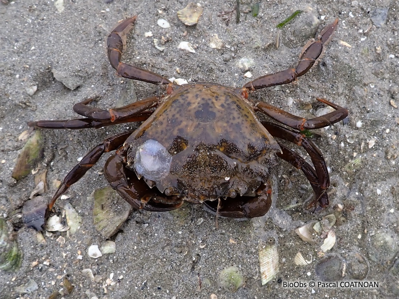Crabe vert - Carcinus maenas - Pascal COATNOAN - BioObs