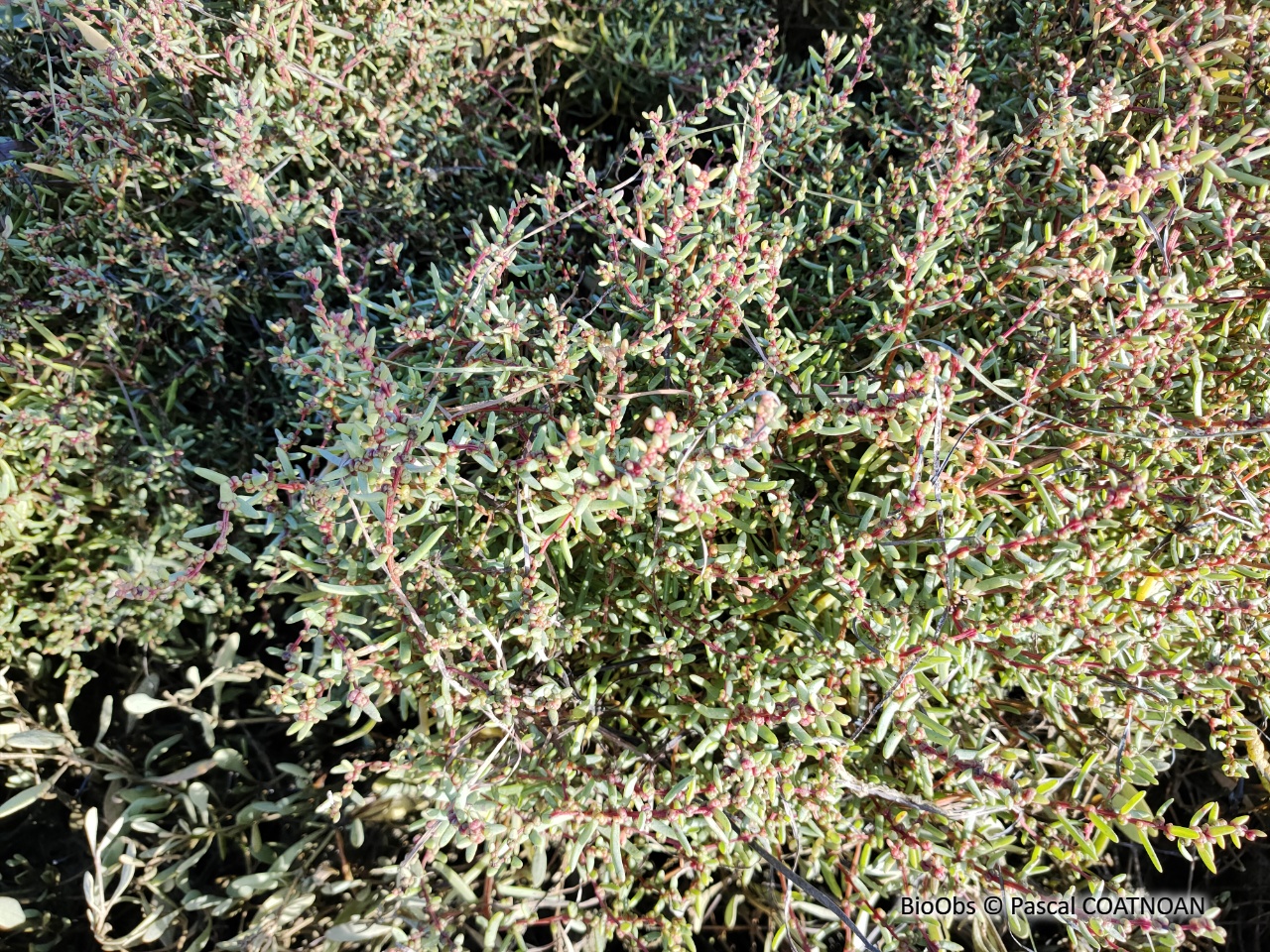 Soude maritime - Suaeda maritima - Pascal COATNOAN - BioObs
