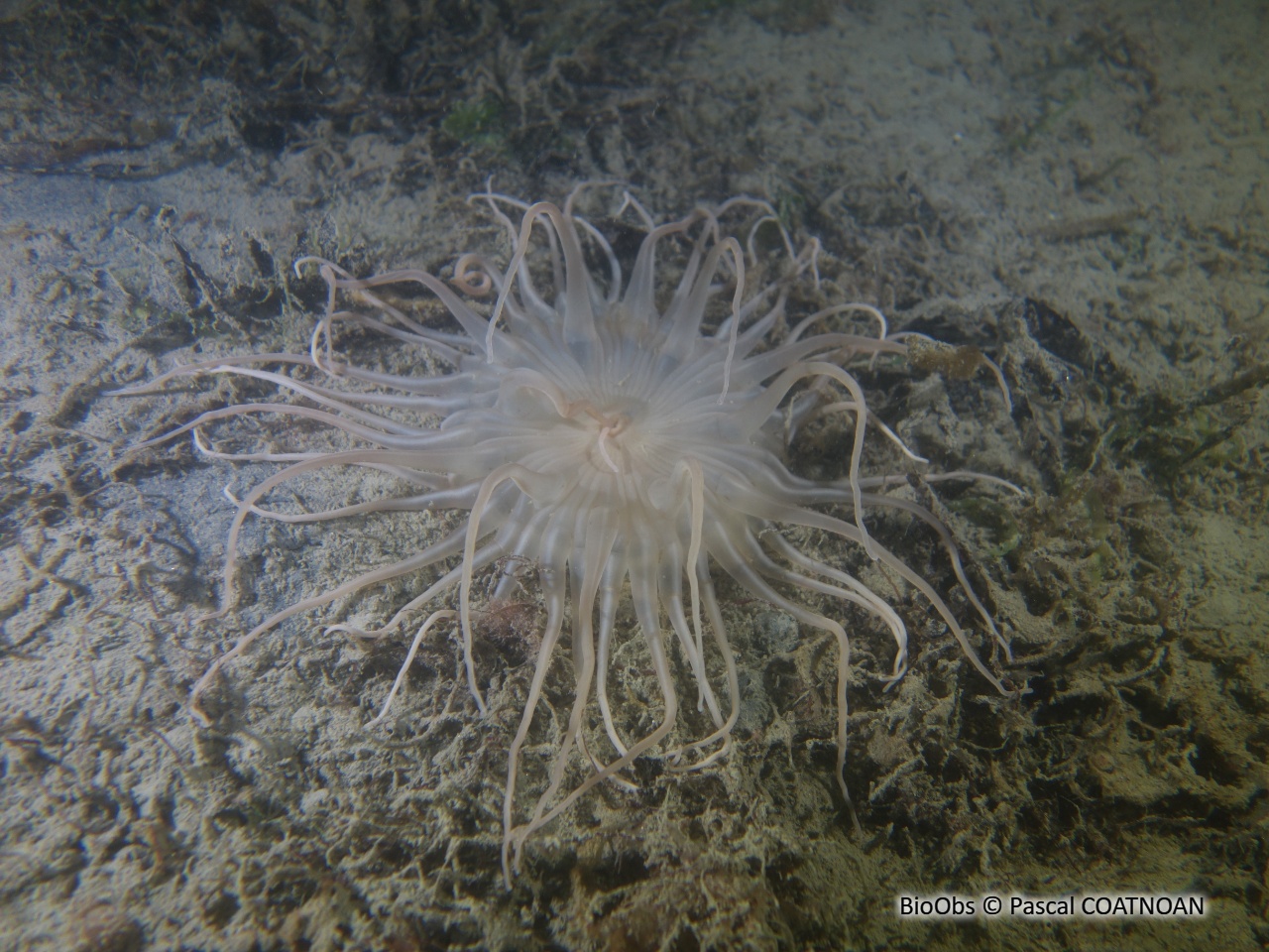 Andrésie - Andresia partenopea - Pascal COATNOAN - BioObs