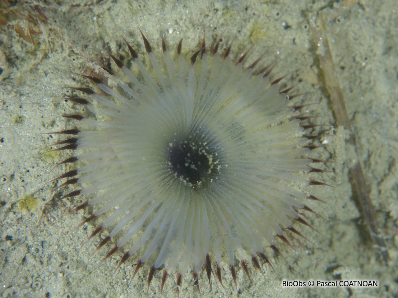 Ver myxicole - Myxicola infundibulum - Pascal COATNOAN - BioObs