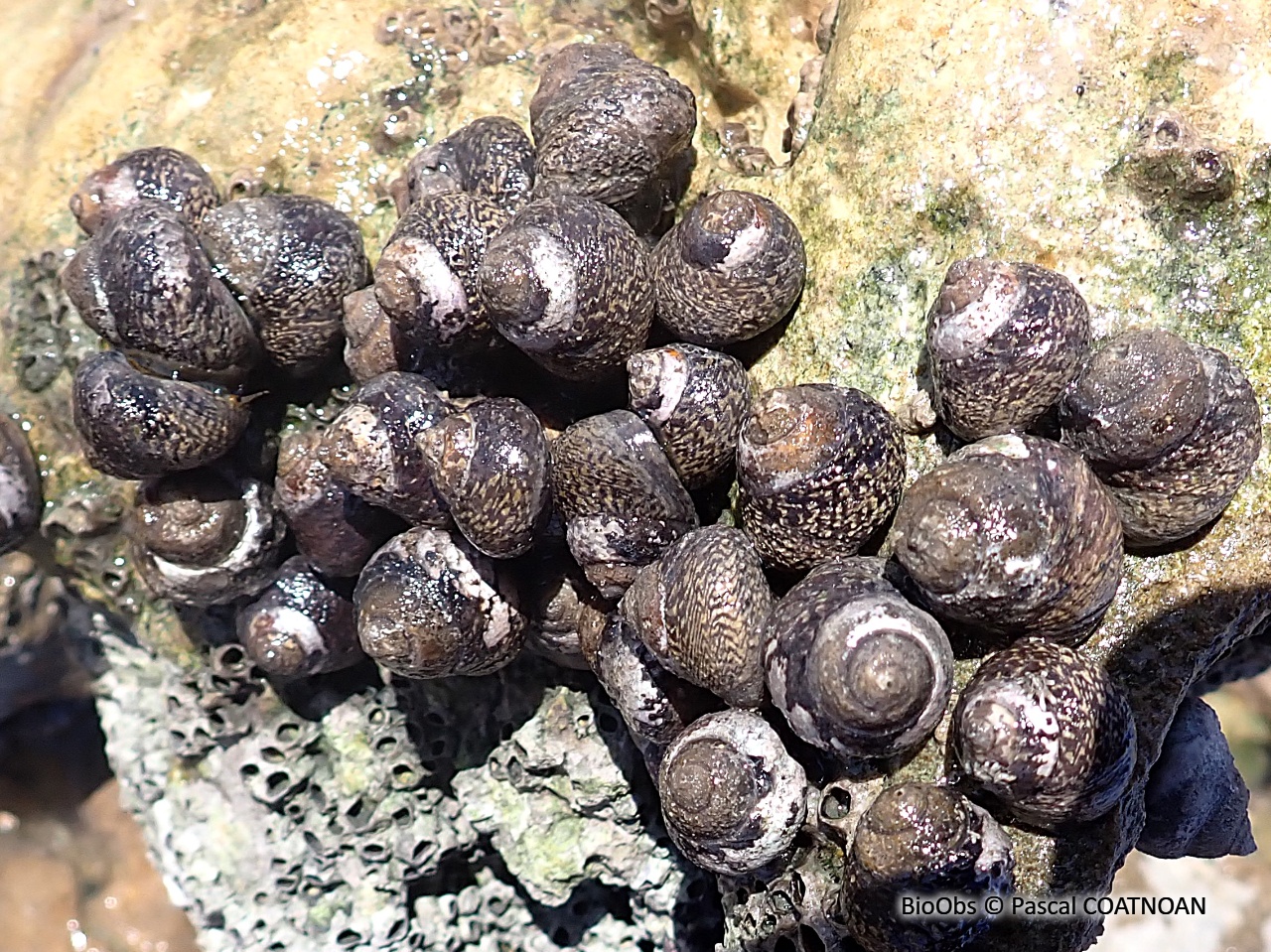 Monodonte - Phorcus lineatus - Pascal COATNOAN - BioObs