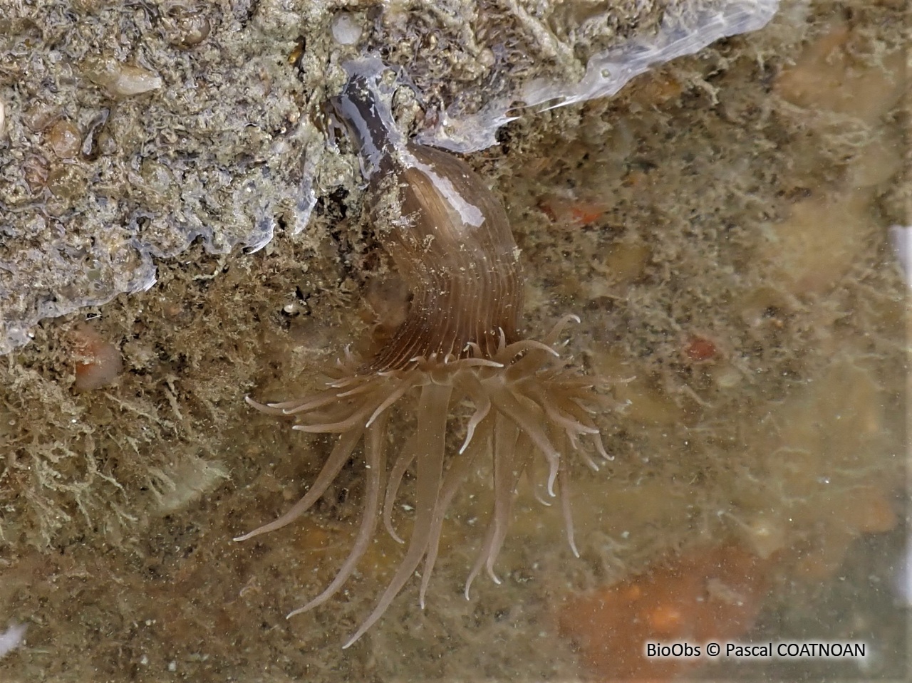 Aiptasie de Couch - Aiptasia couchii - Pascal COATNOAN - BioObs