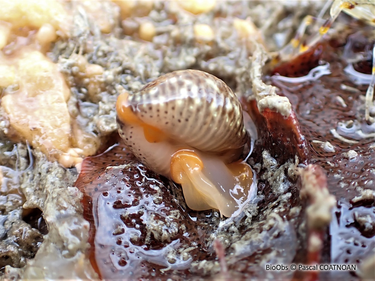 Grain de café à trois points - Trivia monacha - Pascal COATNOAN - BioObs