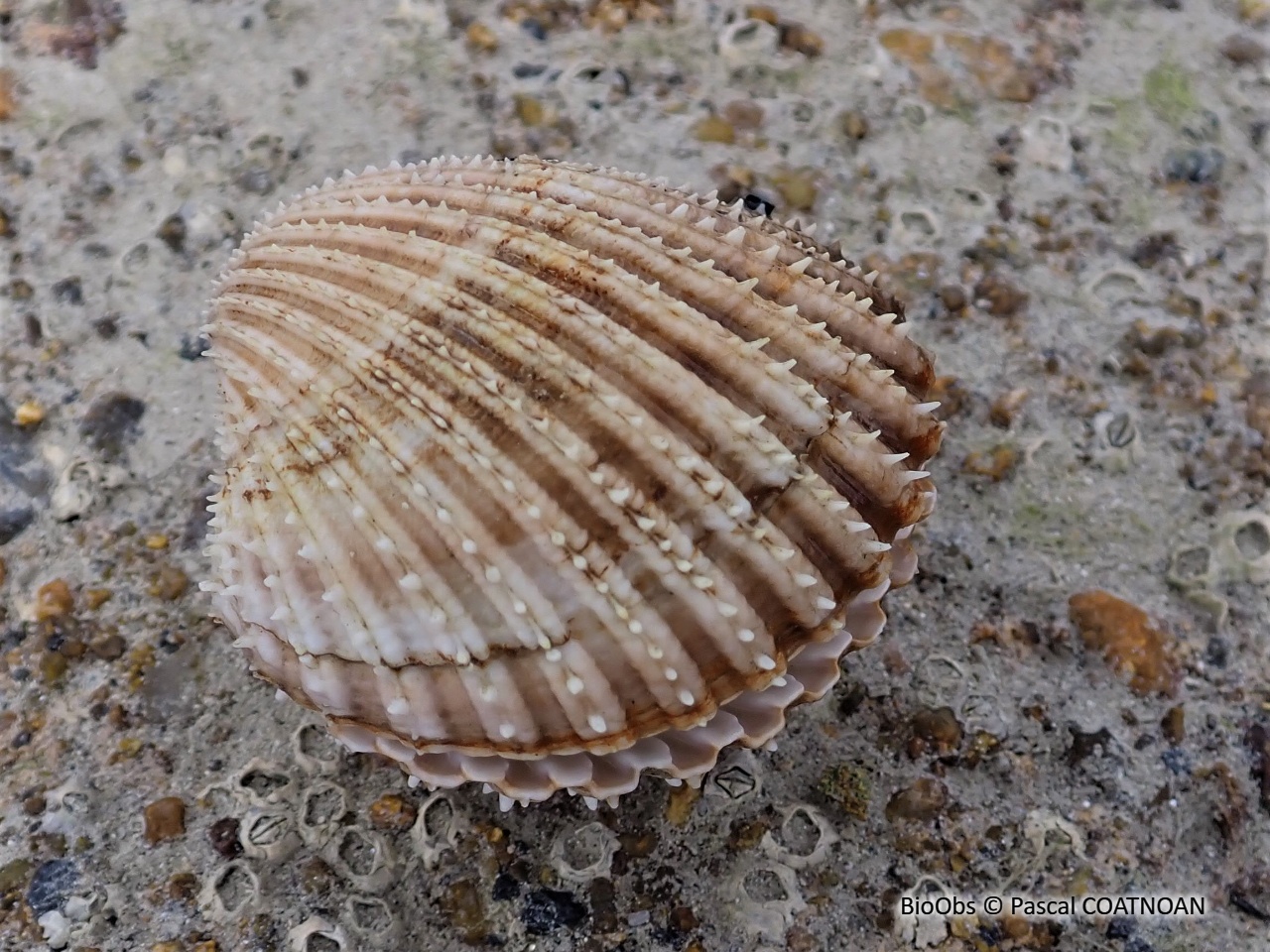 Bucarde tuberculée - Acanthocardia tuberculata - Pascal COATNOAN - BioObs