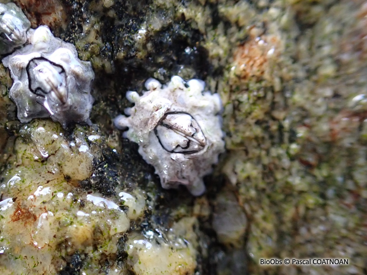 Balane croix de Malte - Austrominius modestus - Pascal COATNOAN - BioObs