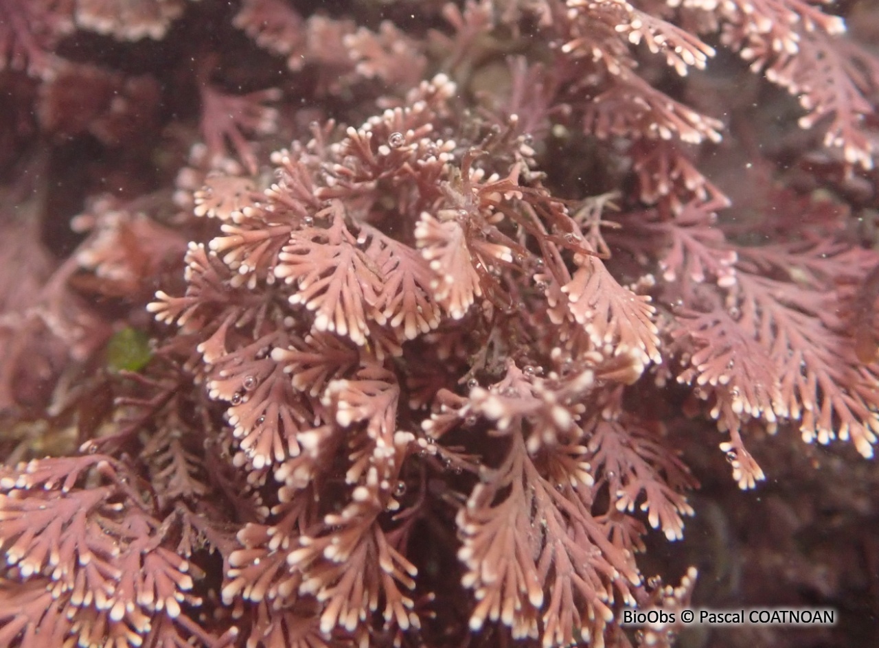 Coralline de Méditerranée - Corallina caespitosa - Pascal COATNOAN - BioObs