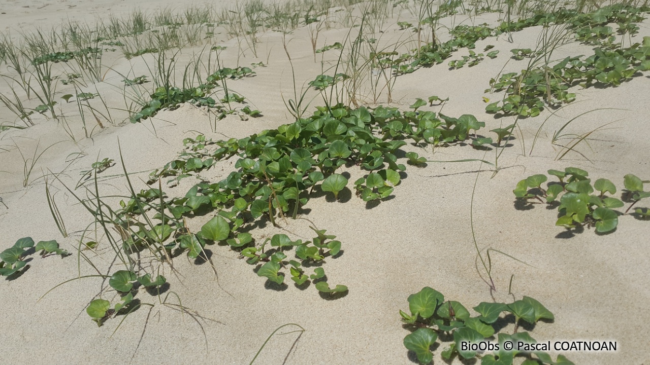 Liseron des dunes - Convolvulus soldanella - Pascal COATNOAN - BioObs