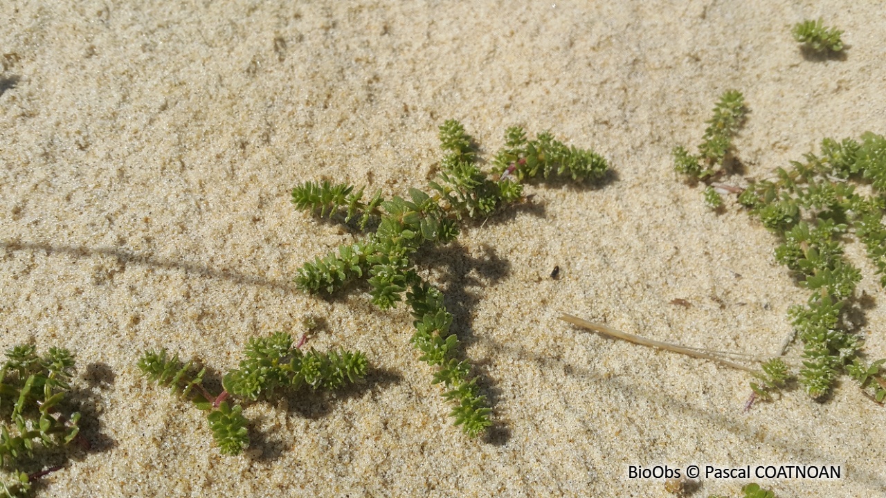 Gaillet des sables - Galium arenarium - Pascal COATNOAN - BioObs
