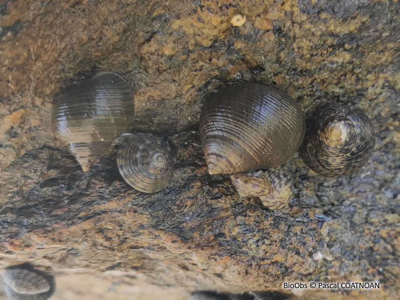 Bigorneau - Littorina littorea - Pascal COATNOAN - BioObs