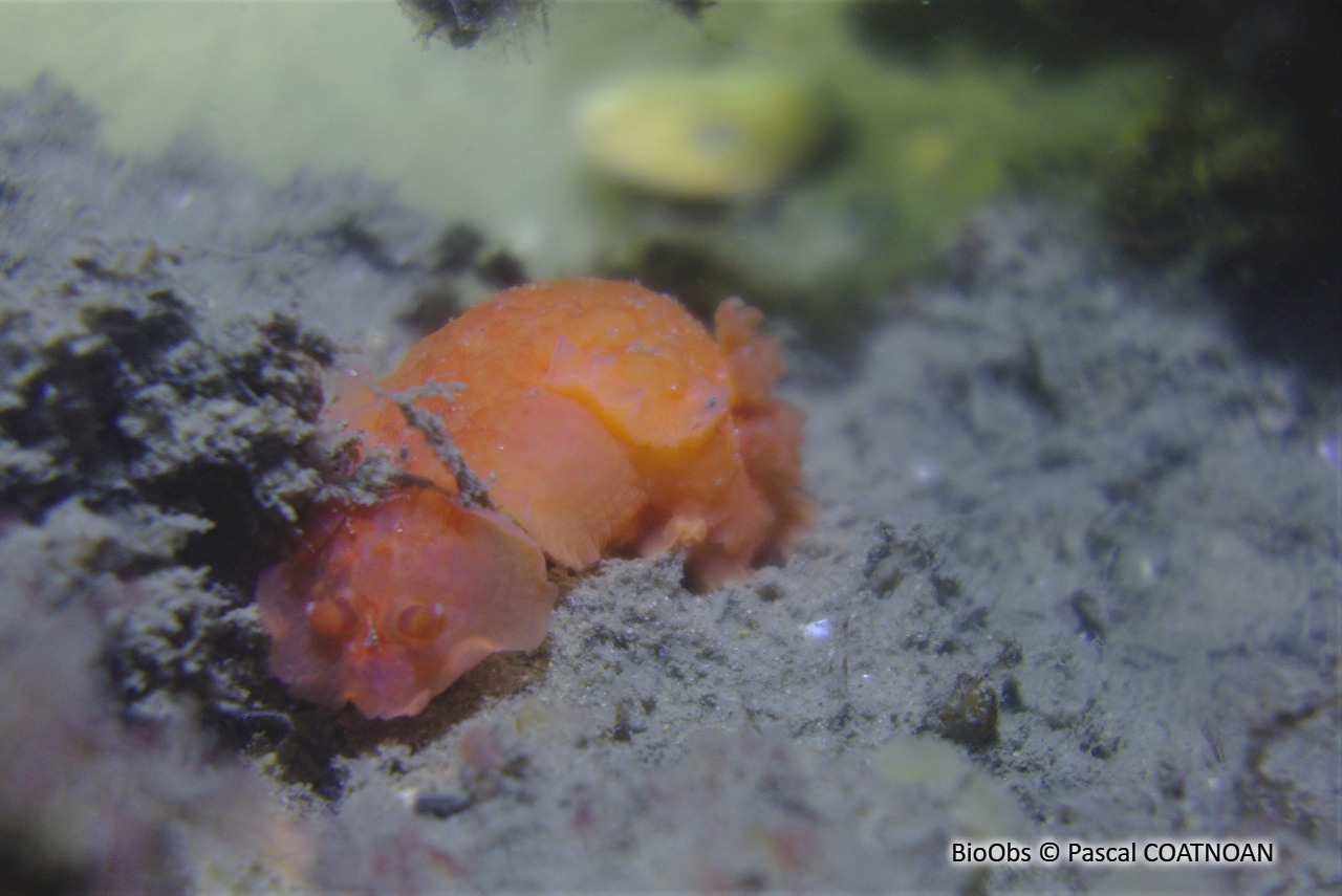 Doris écarlate - Dendrodoris herytra - Pascal COATNOAN - BioObs