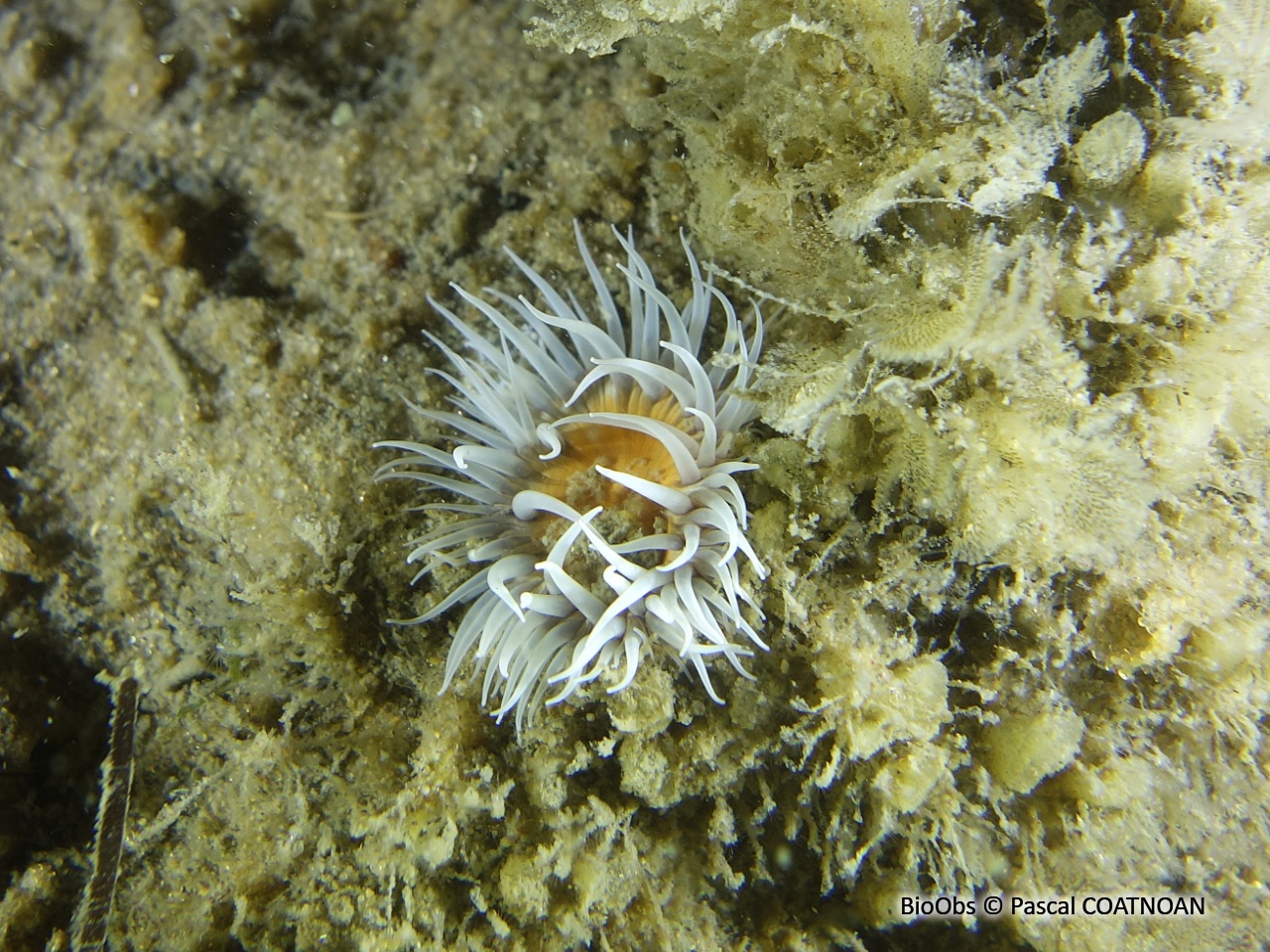 Anémone marguerite - Actinothoe sphyrodeta - Pascal COATNOAN - BioObs