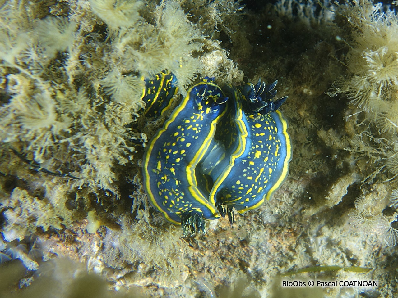 Doris cantabrique - Felimare cantabrica - Pascal COATNOAN - BioObs
