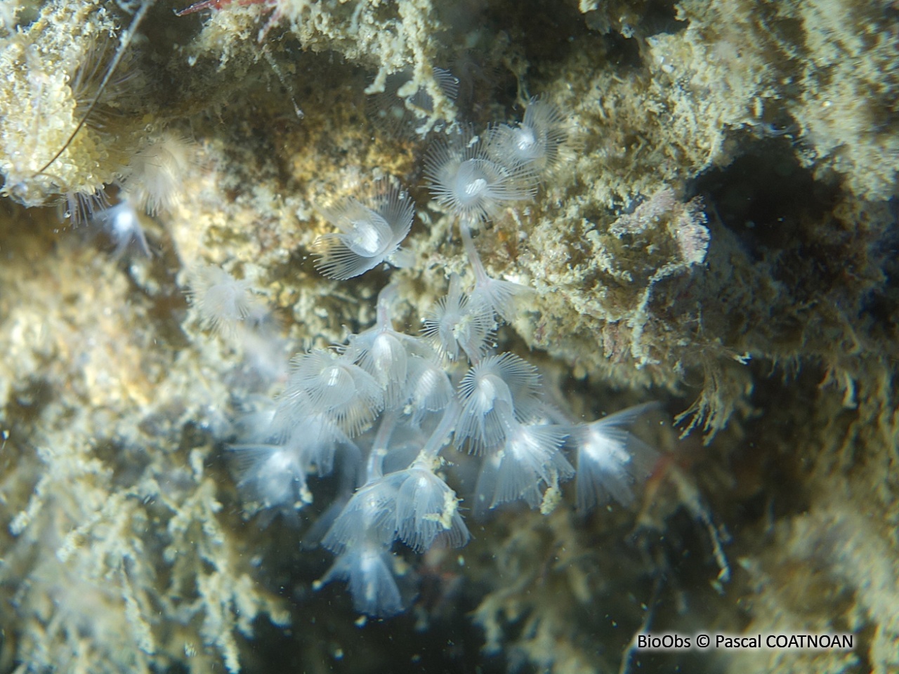 Petit phoronidien - Phoronis hippocrepia - Pascal COATNOAN - BioObs