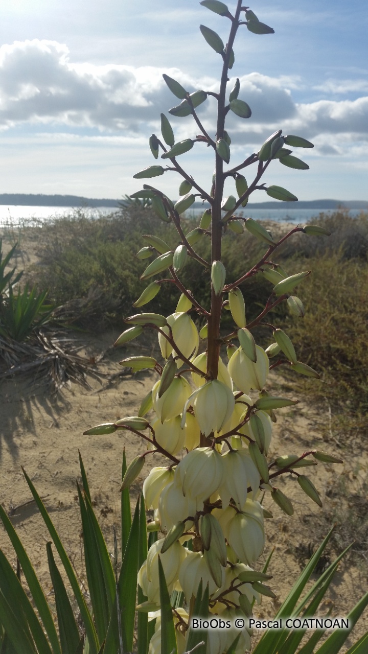 Yucca des dunes - Yucca gloriosa - Pascal COATNOAN - BioObs