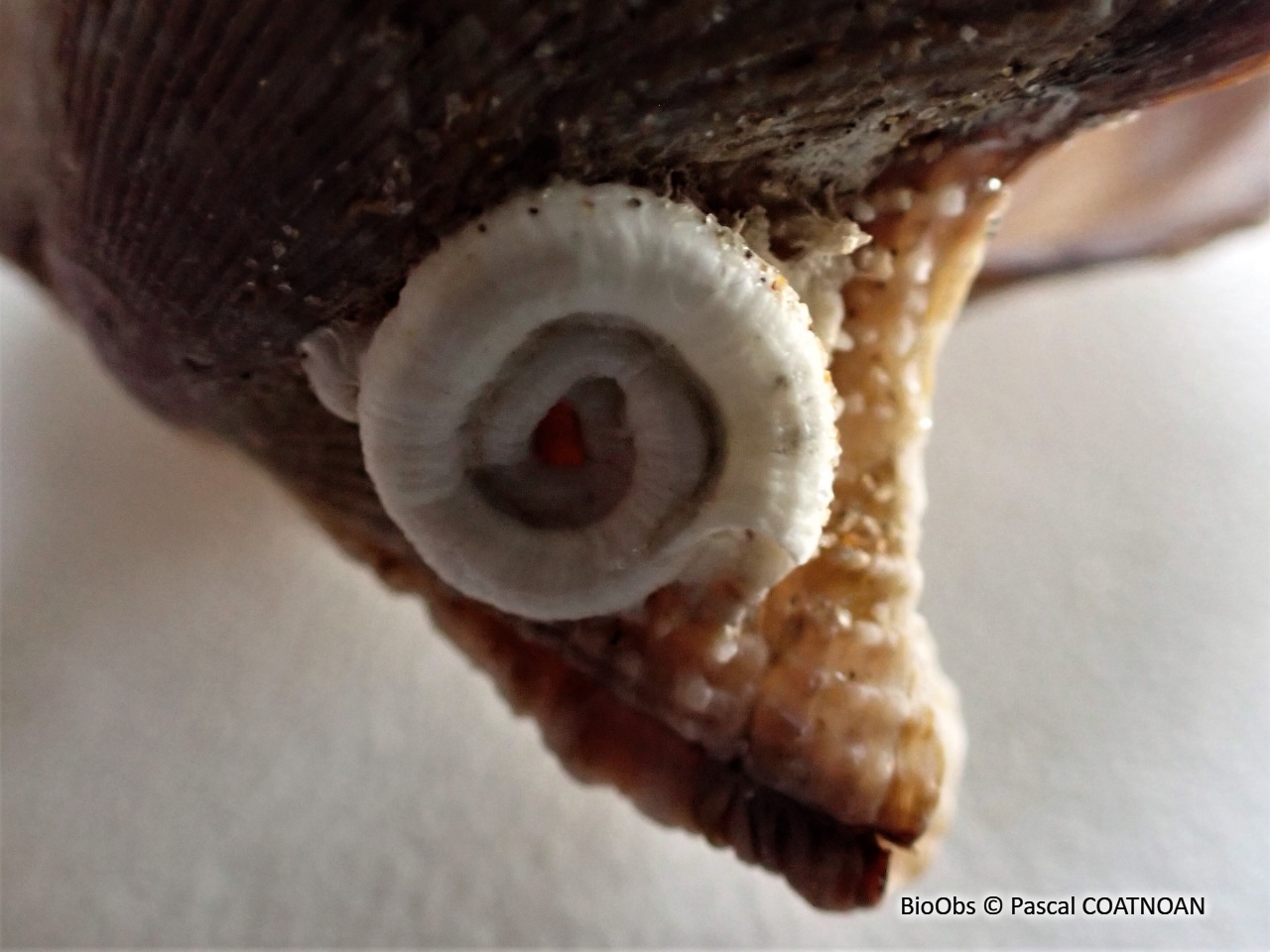 Spirorbe - Spirorbis (Spirorbis) spirorbis - Pascal COATNOAN - BioObs