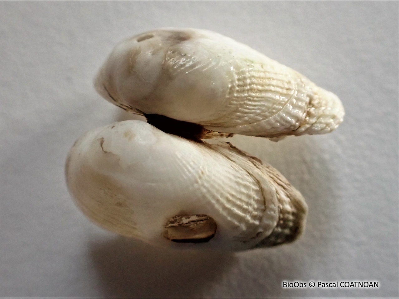 Fausse pholade - Petricolaria pholadiformis - Pascal COATNOAN - BioObs