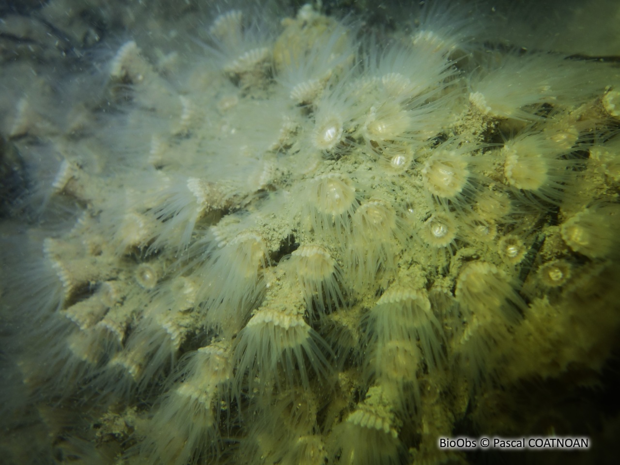 Anémone encroûtante brune - Epizoanthus couchii - Pascal COATNOAN - BioObs