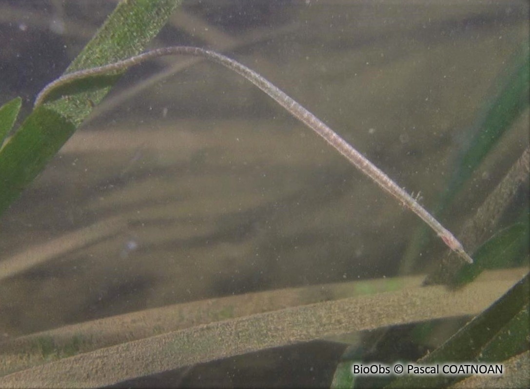 Nérophis à nez droit - Nerophis ophidion - Pascal COATNOAN - BioObs