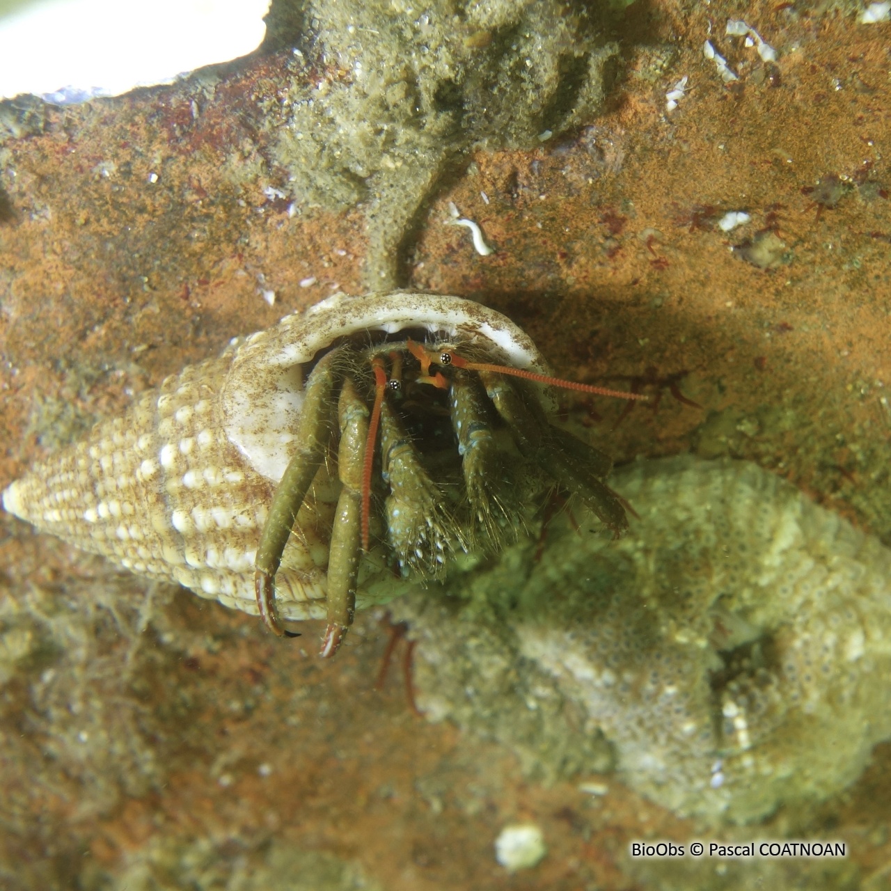 Pagure des rochers - Clibanarius erythropus - Pascal COATNOAN - BioObs