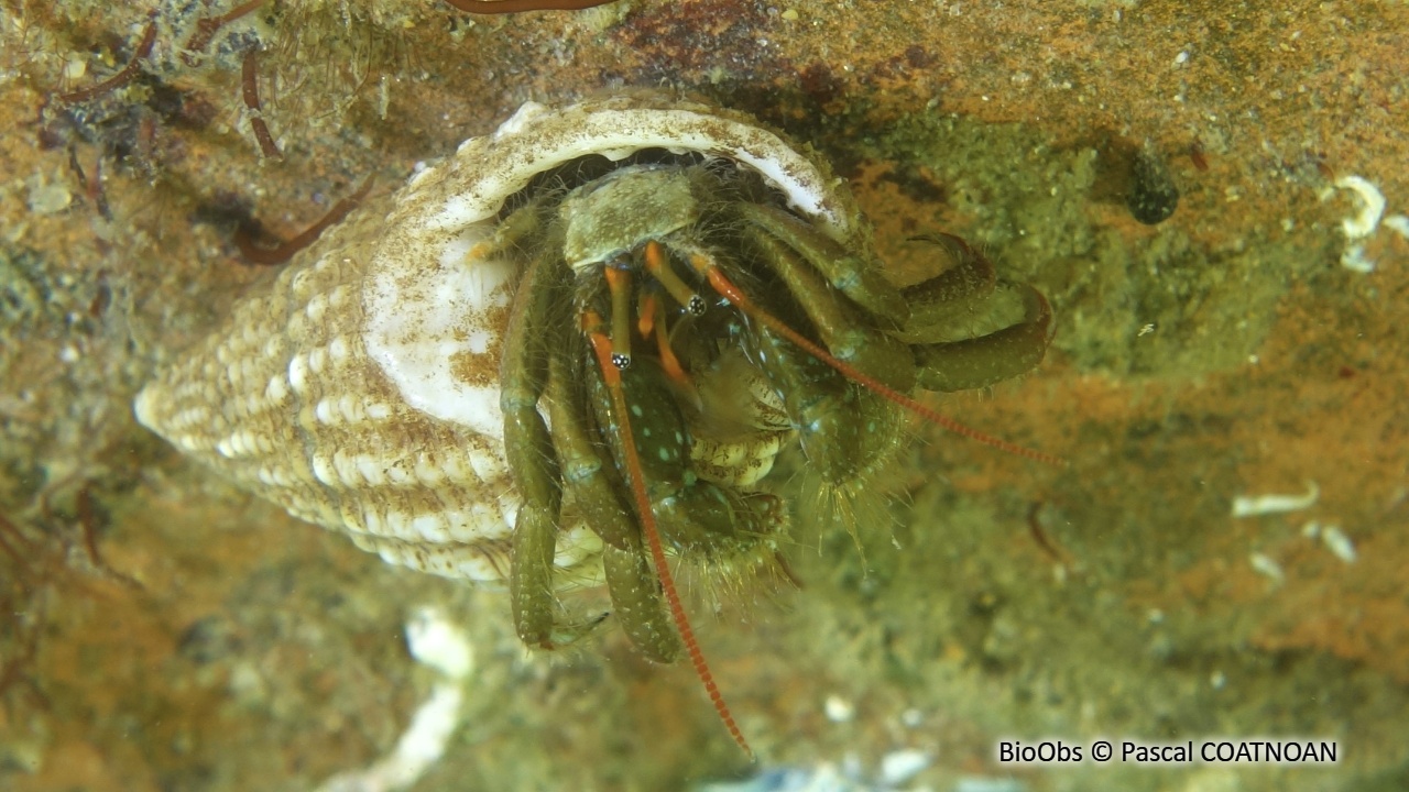 Pagure des rochers - Clibanarius erythropus - Pascal COATNOAN - BioObs