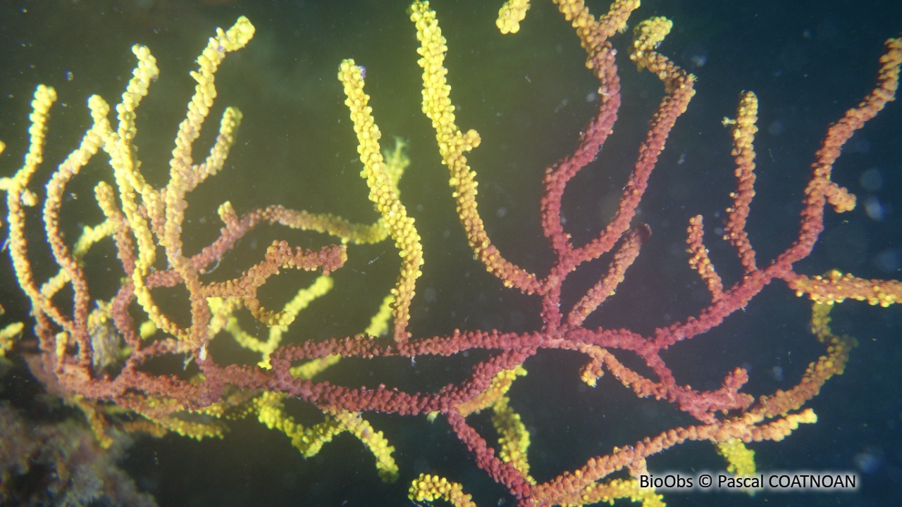 Gorgone pourpre - Paramuricea clavata - Pascal COATNOAN - BioObs