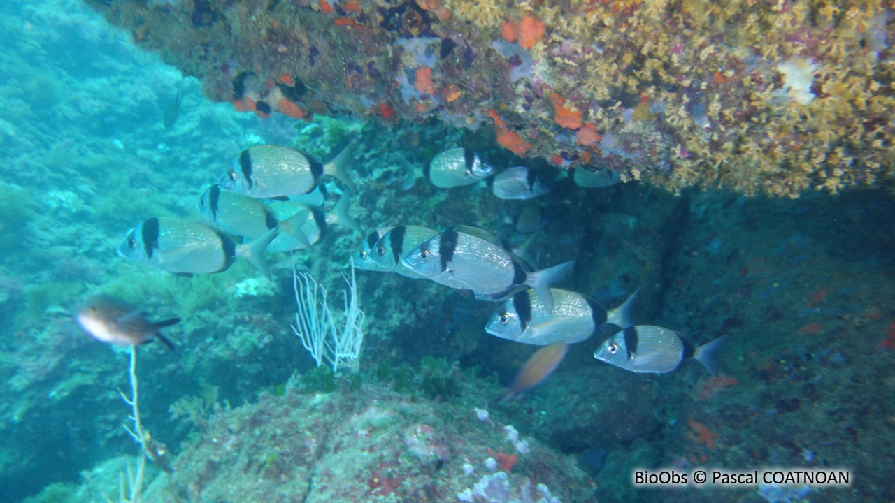 Sar à tête noire - Diplodus vulgaris - Pascal COATNOAN - BioObs