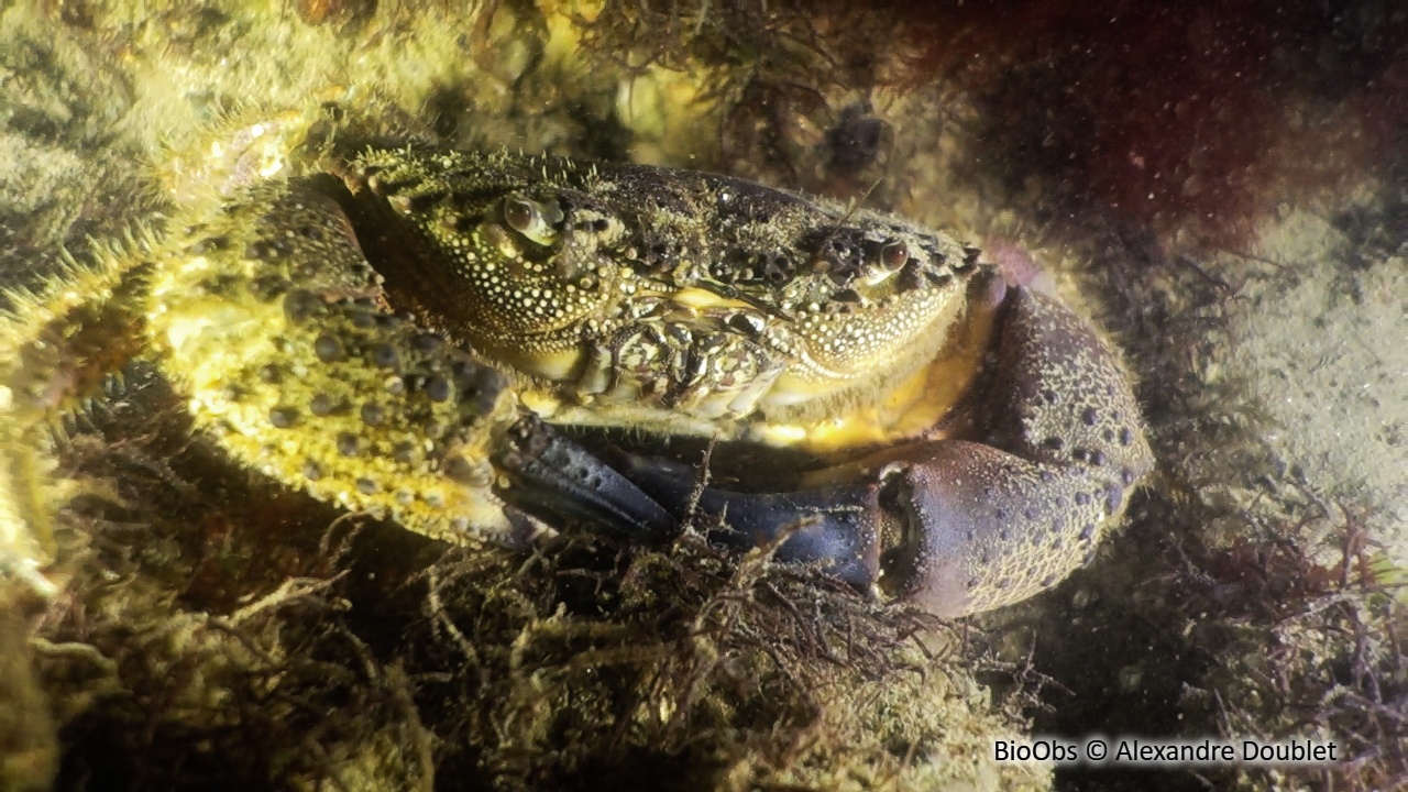 Crabe verruqueux - Eriphia verrucosa - Alexandre Doublet - BioObs