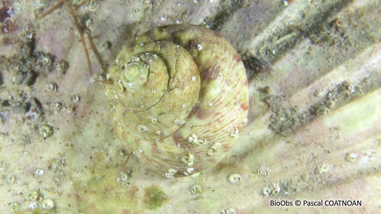 Gibbule mage - Gibbula magus - Pascal COATNOAN - BioObs