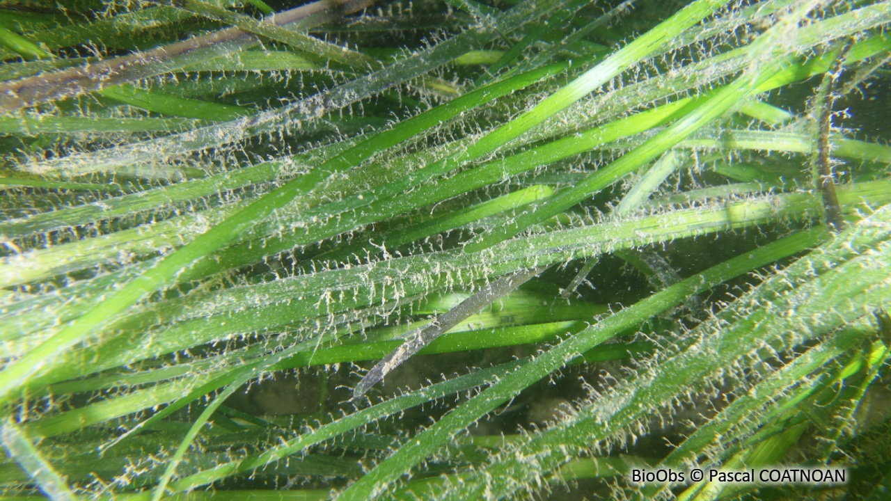 Zostère marine - Zostera (Zostera) marina - Pascal COATNOAN - BioObs