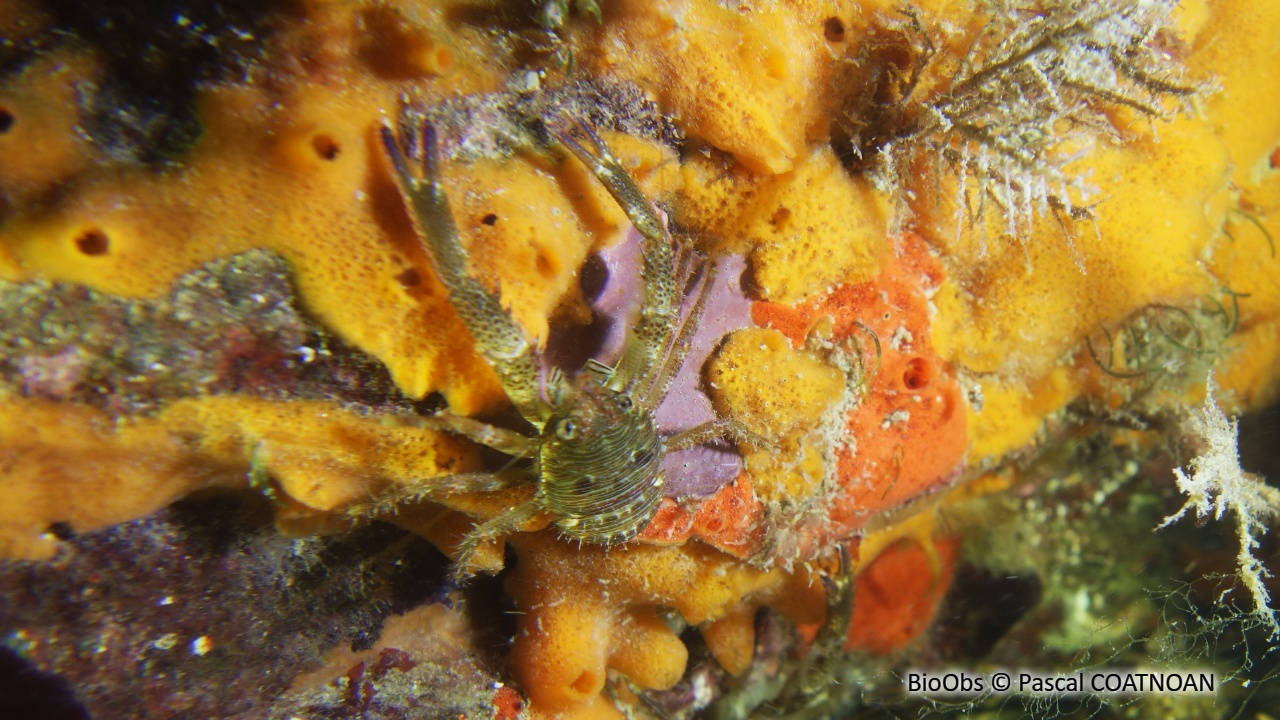 Galathée noire - Galathea squamifera - Pascal COATNOAN - BioObs