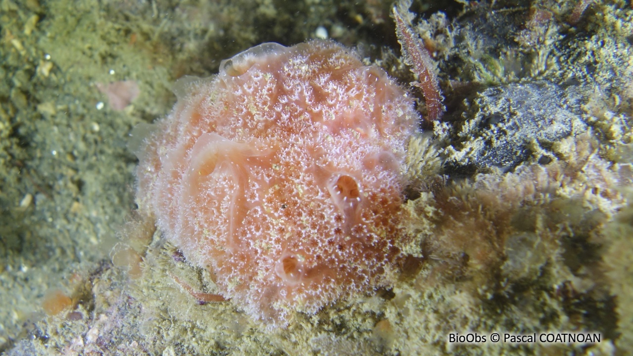 Fraise de mer - Aplidium elegans - Pascal COATNOAN - BioObs