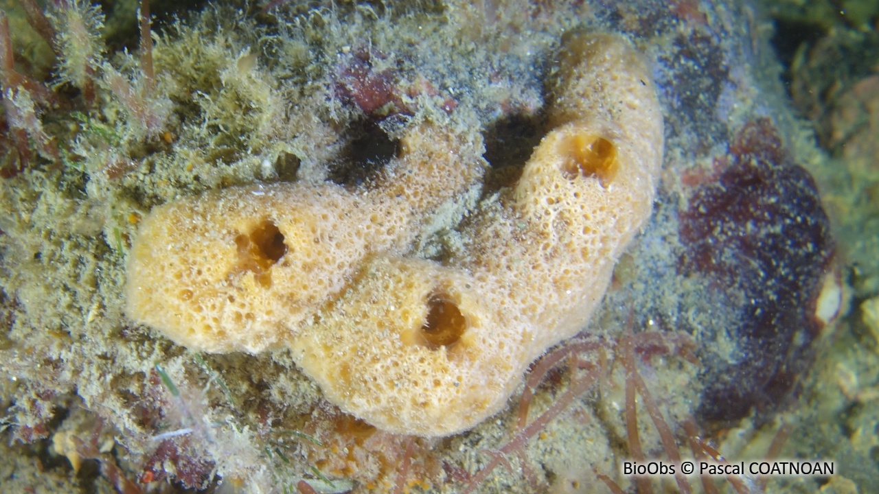 Eponge digitée rose saumon - Ulosa digitata - Pascal COATNOAN - BioObs