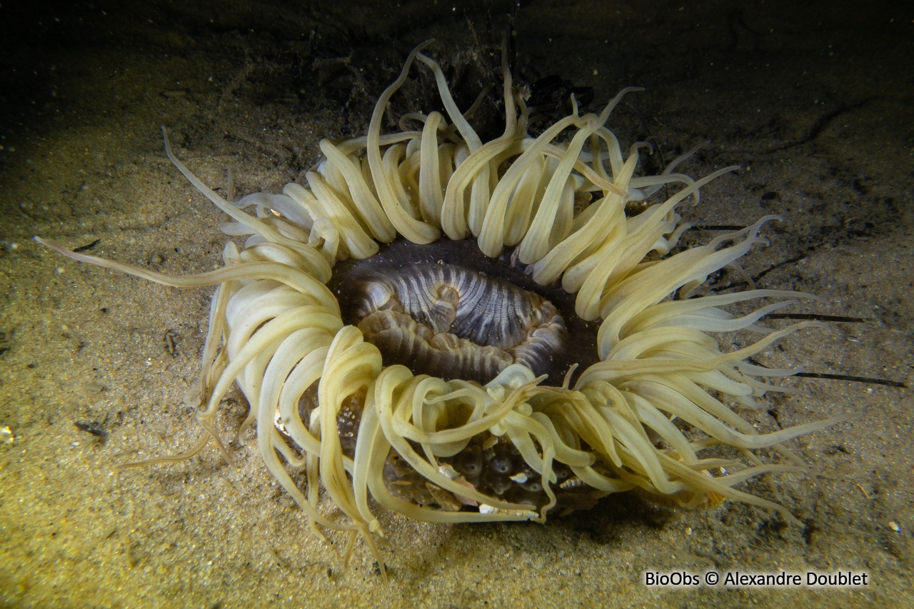 Sagartie des vases - Cylista troglodytes - Alexandre Doublet - BioObs
