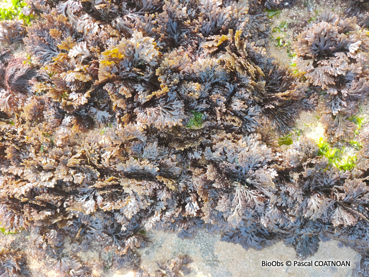 Dulse poivrée - Osmundea pinnatifida - Pascal COATNOAN - BioObs