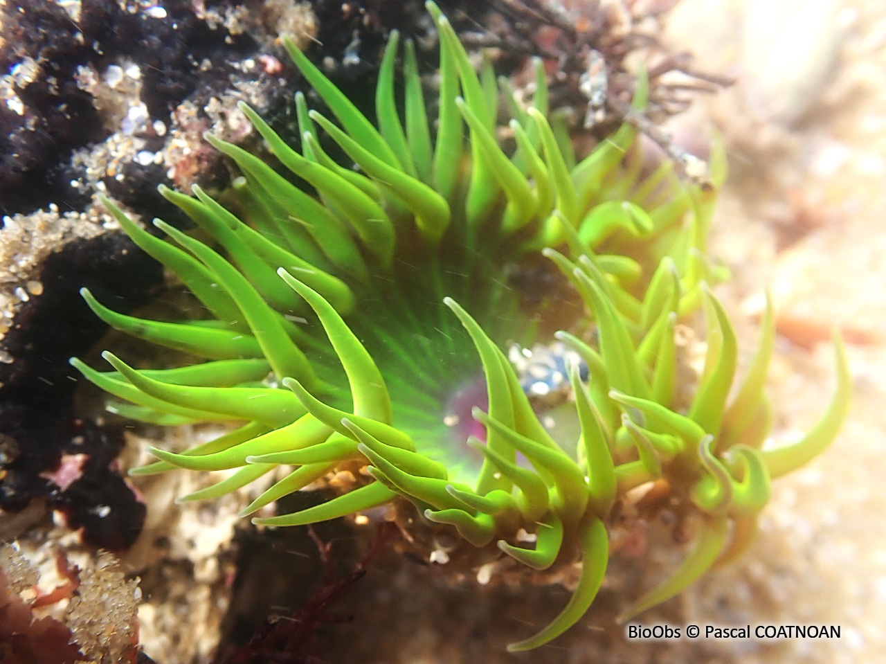 Anémone verte - Anemonia viridis - Pascal COATNOAN - BioObs