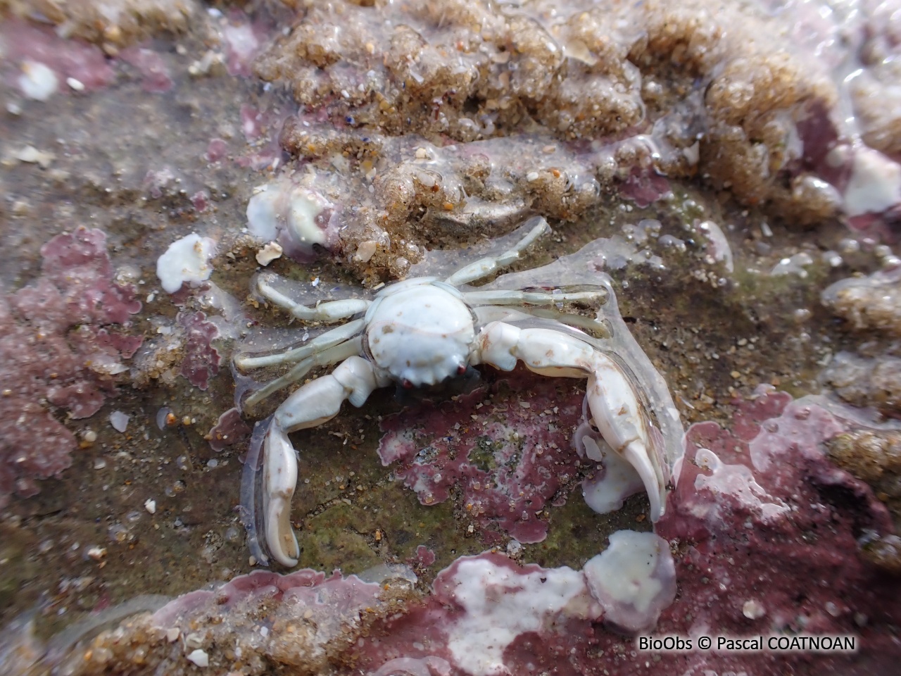 Crabe porcelaine à longues pinces - Pisidia longicornis - Pascal COATNOAN - BioObs