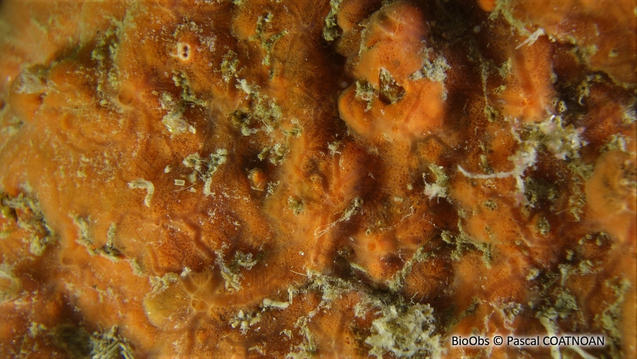 Eponge encroûtante rouge sang - Clathria (Microciona) atrasanguinea - Pascal COATNOAN - BioObs