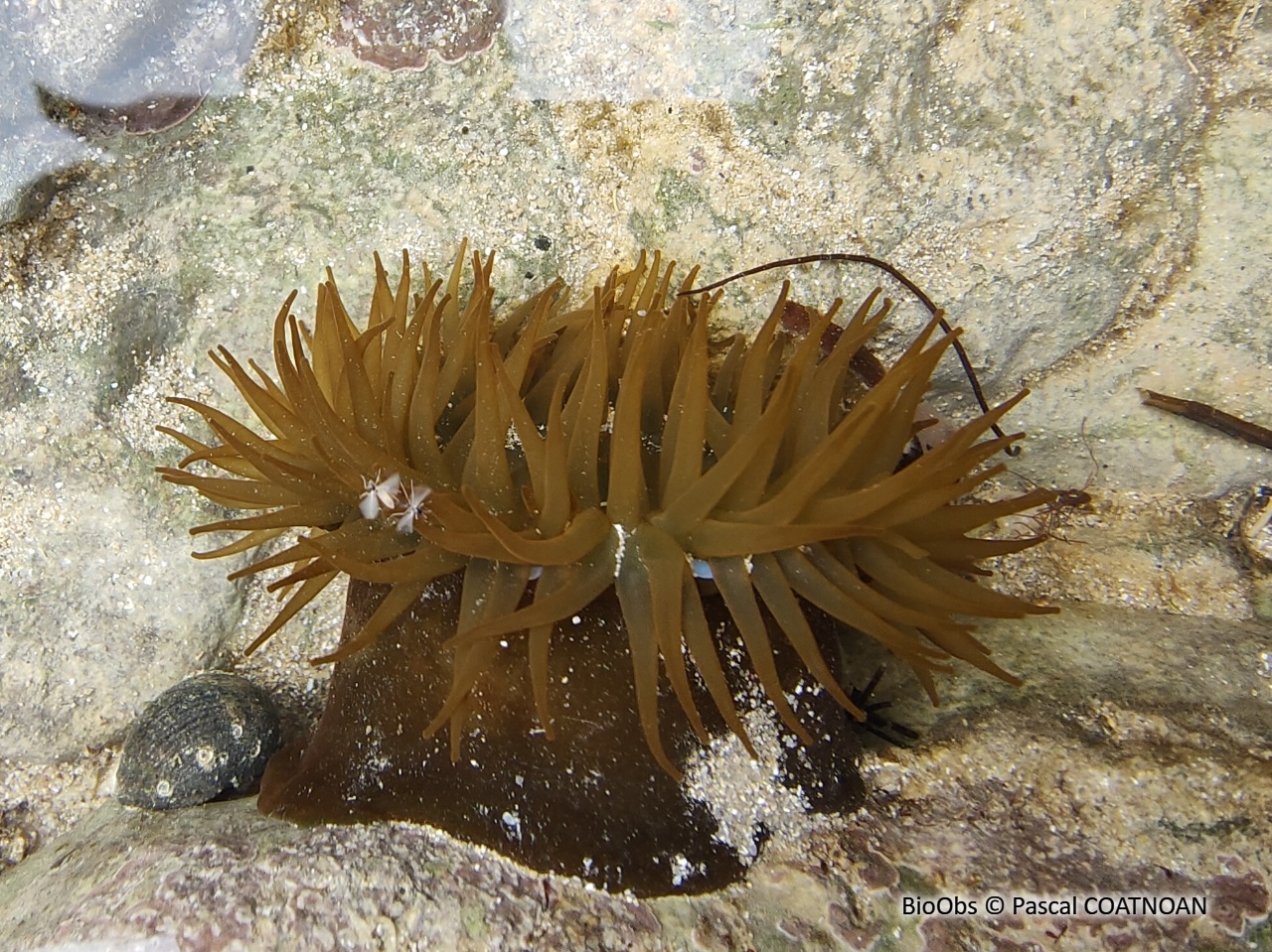 Tomate de mer de l'Atlantique - Actinia equina - Pascal COATNOAN - BioObs