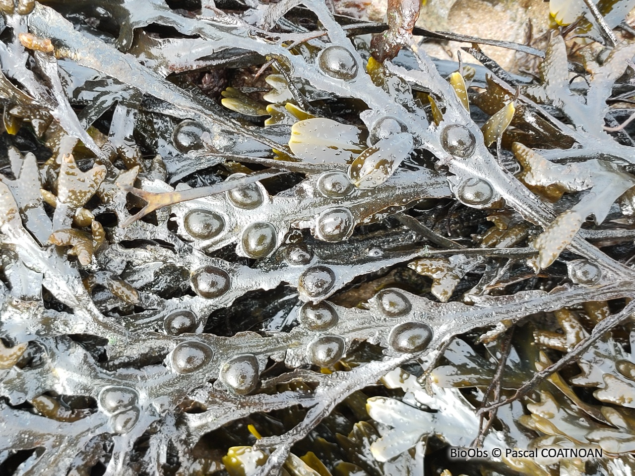 Fucus vésiculeux - Fucus vesiculosus - Pascal COATNOAN - BioObs