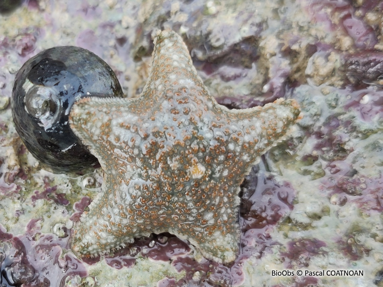 Astérie bossue - Asterina gibbosa - Pascal COATNOAN - BioObs