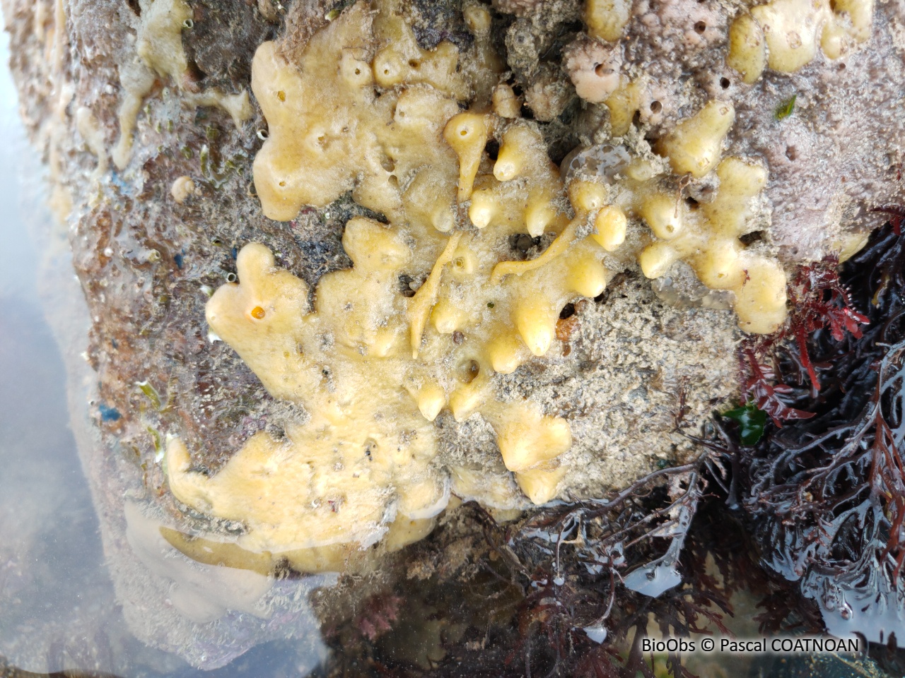 Eponge mie de pain - Halichondria (Halichondria) panicea - Pascal COATNOAN - BioObs