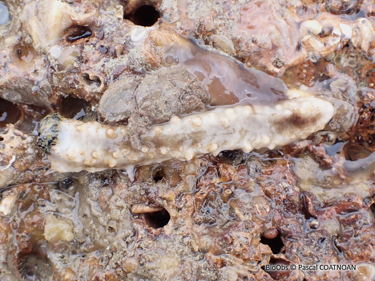 Grand lèche-doigts blanc - Pawsonia saxicola - Pascal COATNOAN - BioObs