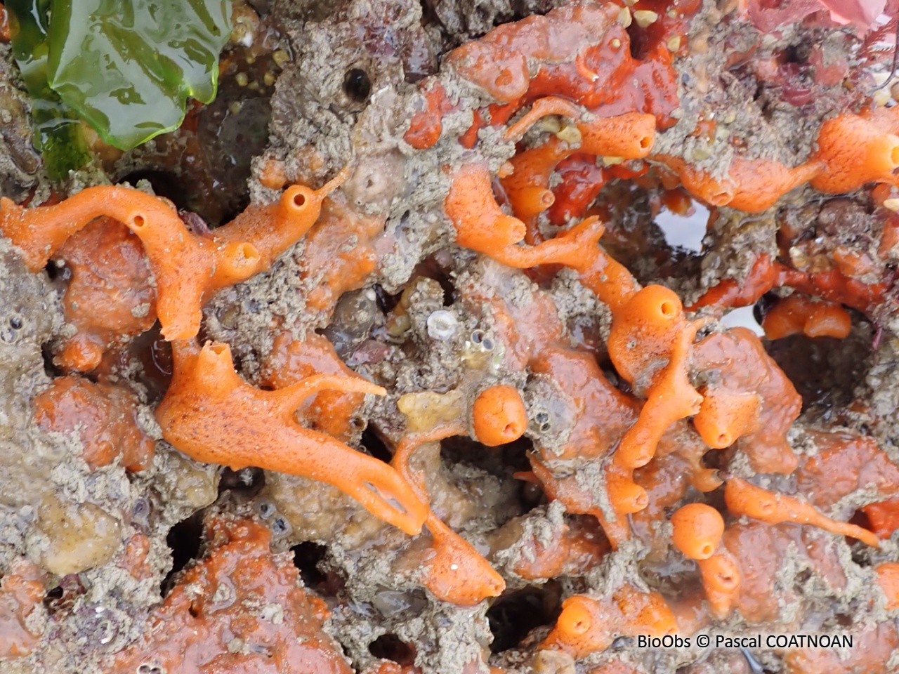 Eponge mousse de carotte - Amphilectus fucorum - Pascal COATNOAN - BioObs