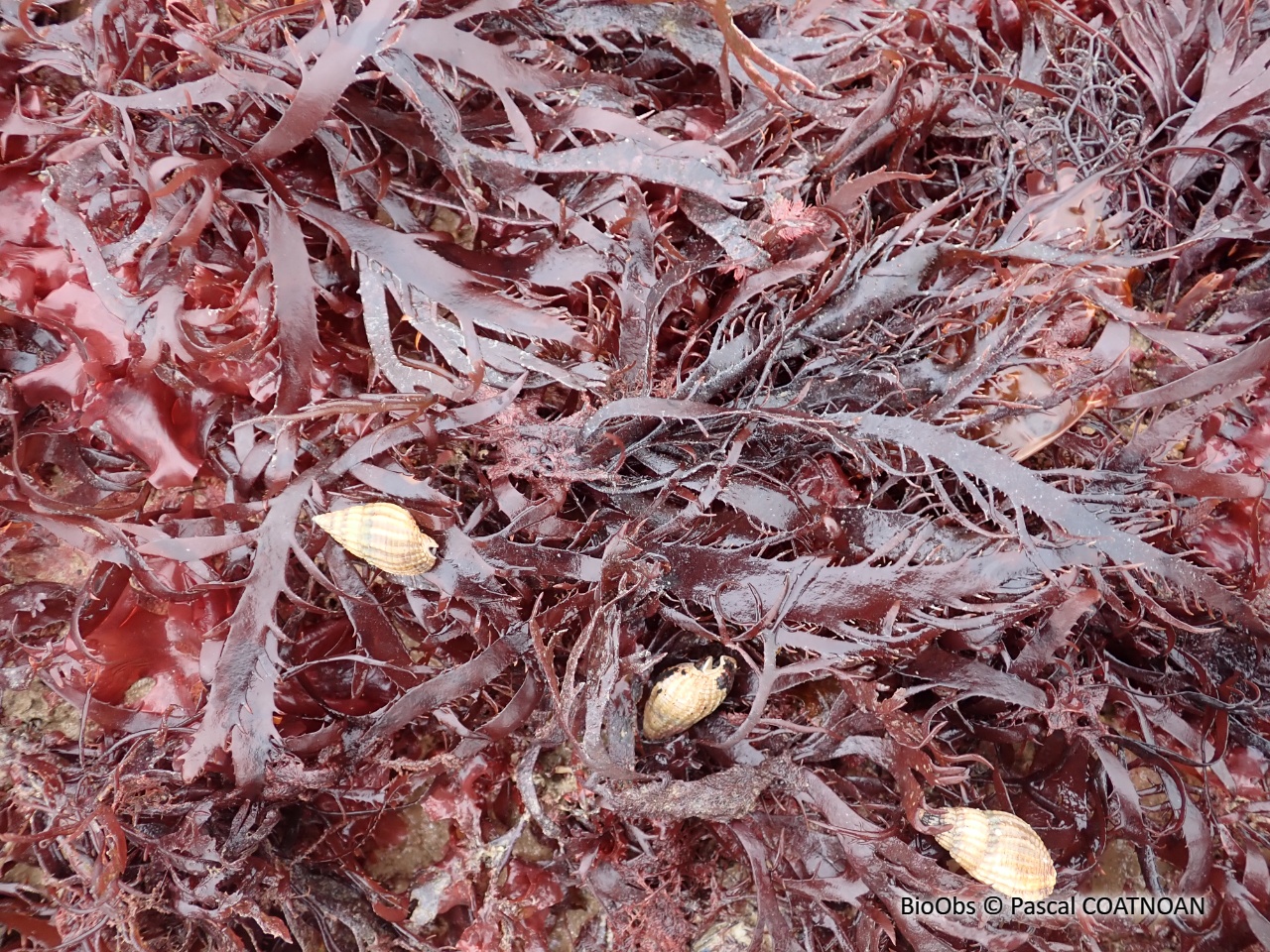 Algue à crinière - Calliblepharis jubata - Pascal COATNOAN - BioObs