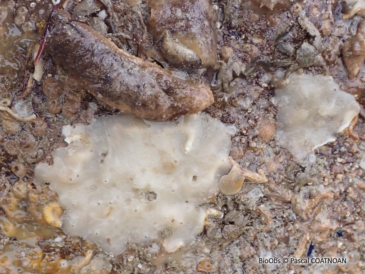 Eponge encroûtante blanche - Thymosia guernei - Pascal COATNOAN - BioObs